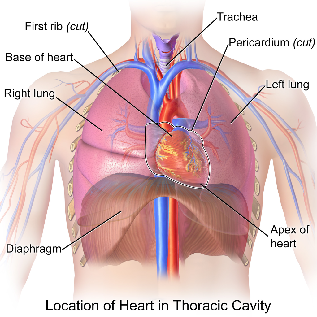 External Anatomy of the Heart&nbsp;Explained